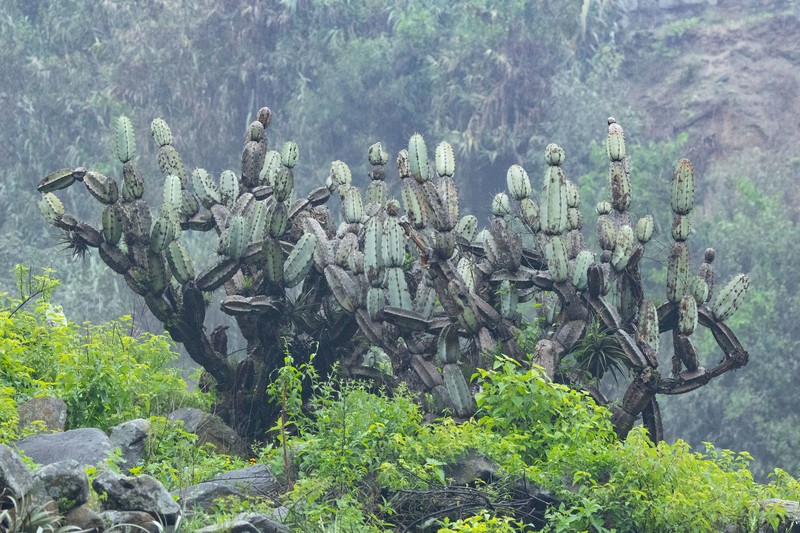 Armatocereus matucanensis photo 2