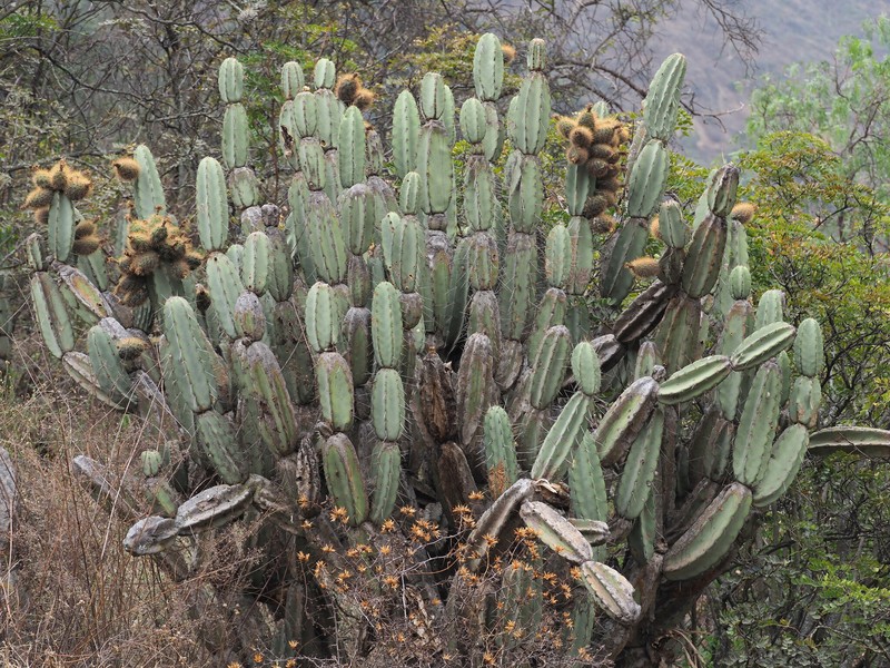 Armatocereus matucanensis photo 3