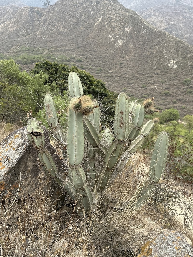 Armatocereus matucanensis photo 4