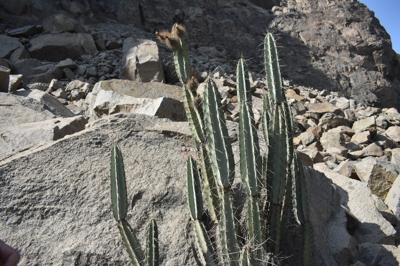 Armatocereus matucanensis photo 5