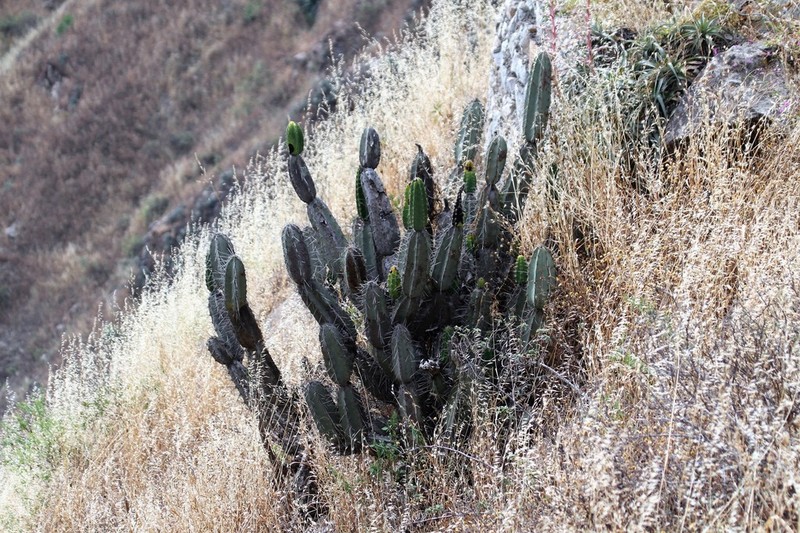Armatocereus matucanensis photo 6