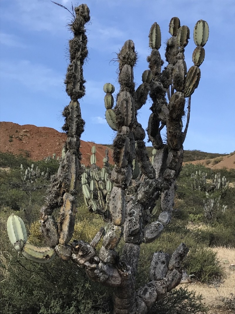 Armatocereus matucanensis photo 7
