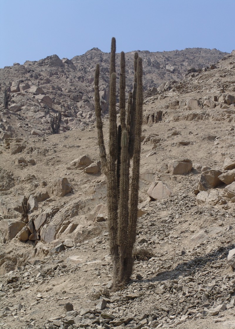 Armatocereus procerus
