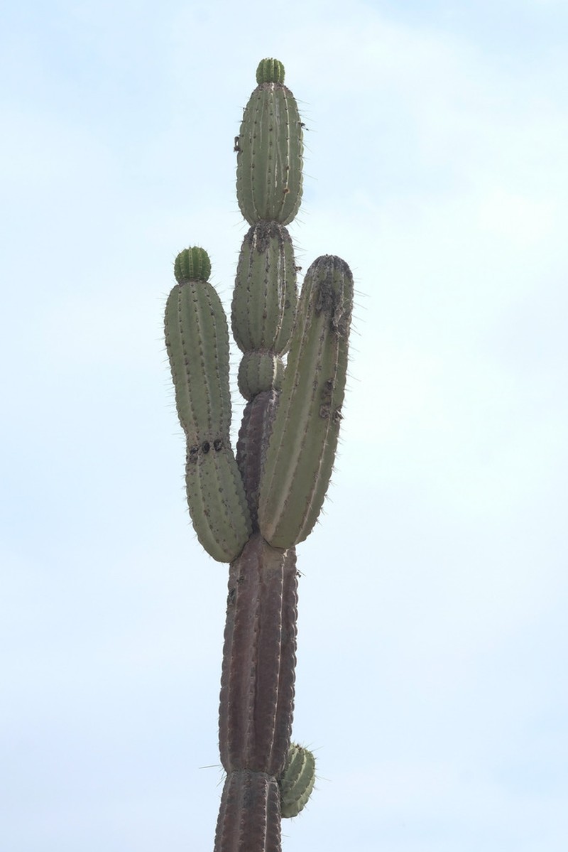 Armatocereus procerus photo 4