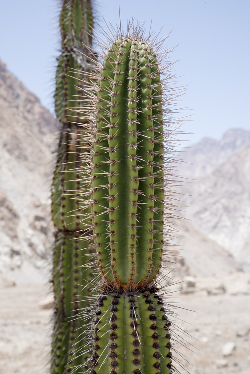 Armatocereus procerus photo 5