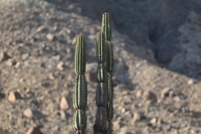 Armatocereus procerus photo 6