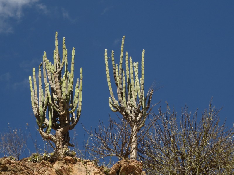Armatocereus rauhii photo 3