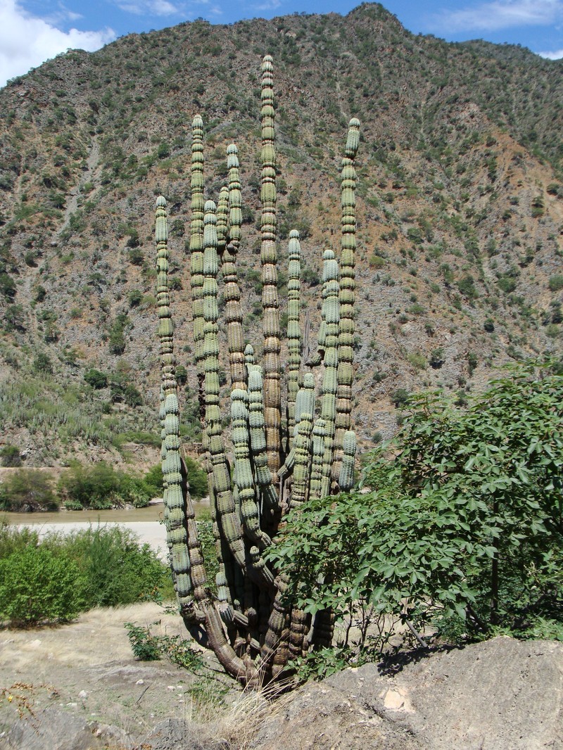 Armatocereus rauhii photo 4