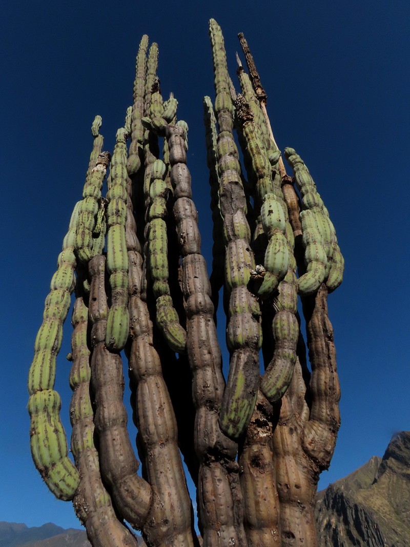 Armatocereus rauhii photo 5