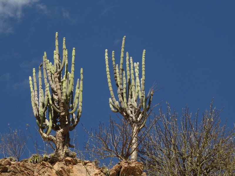 Armatocereus rauhii photo 6