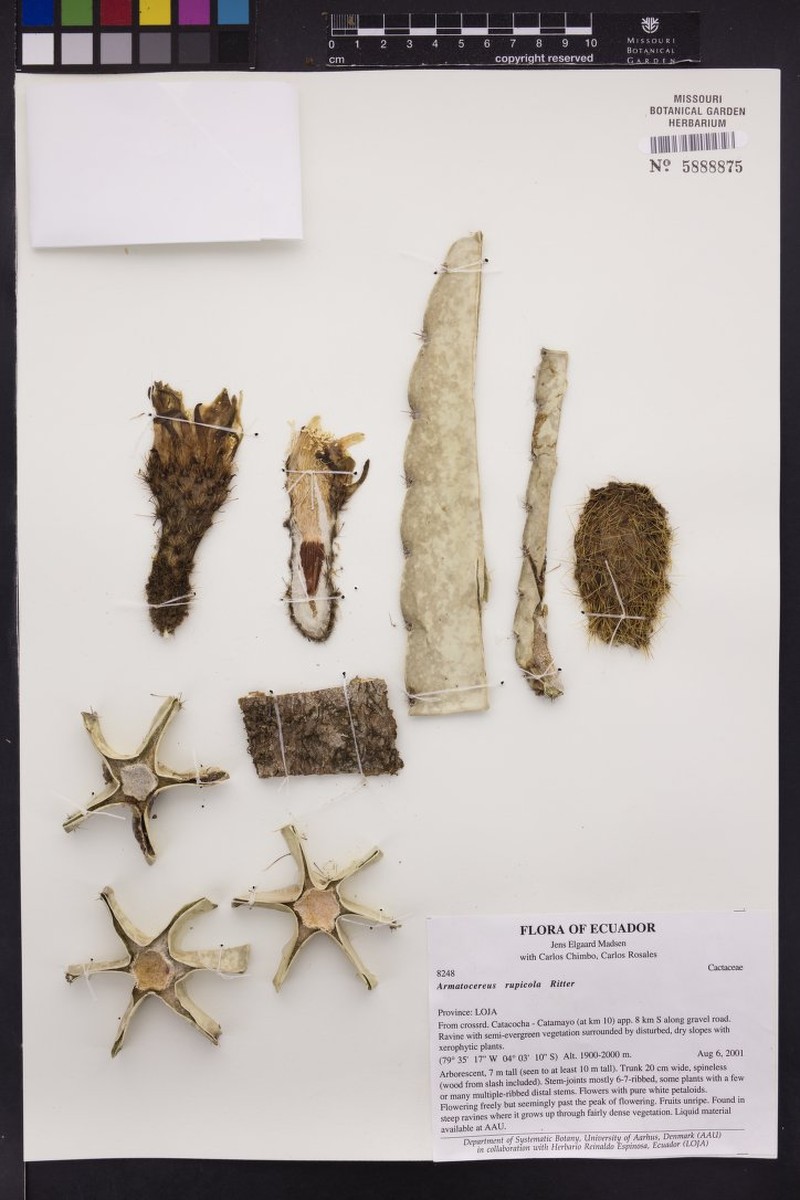 Armatocereus rauhii subsp. rauhii