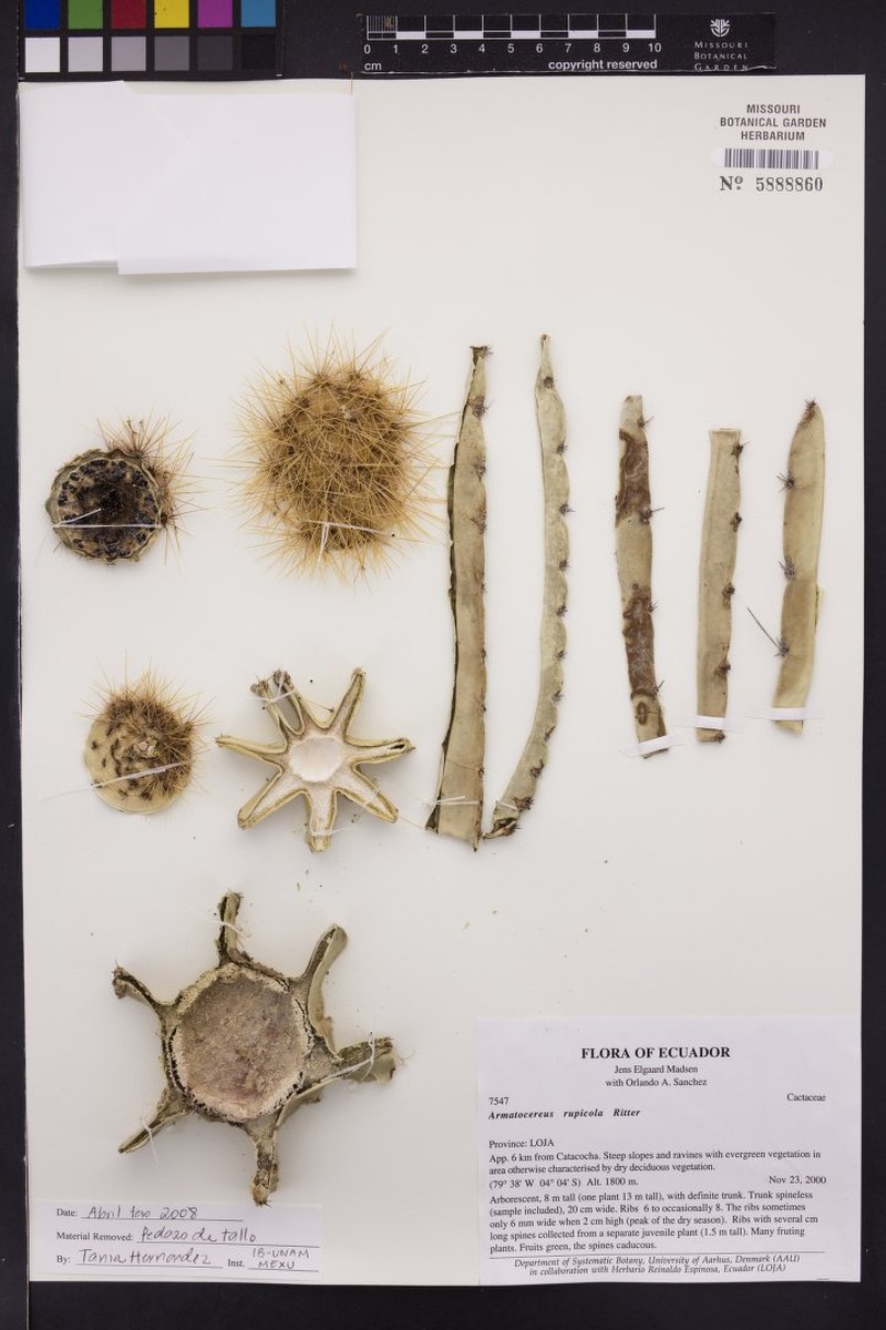 Armatocereus rauhii subsp. rauhii photo 2
