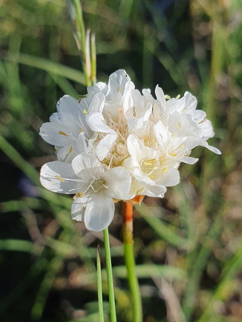 Armeria alliacea photo 2