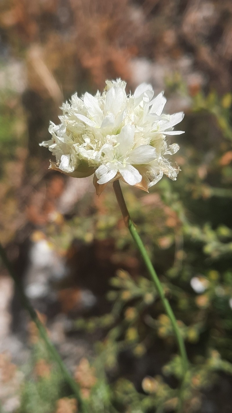 Armeria alliacea photo 3