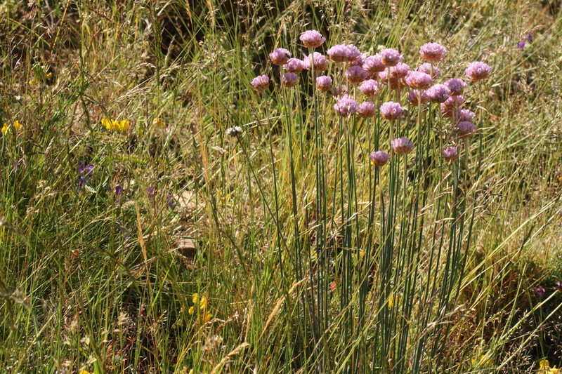 Armeria alliacea photo 4