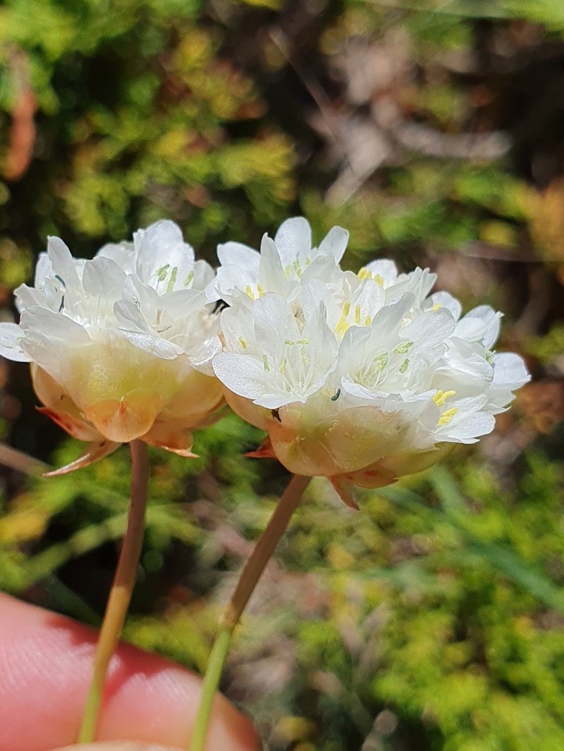 Armeria alliacea photo 6