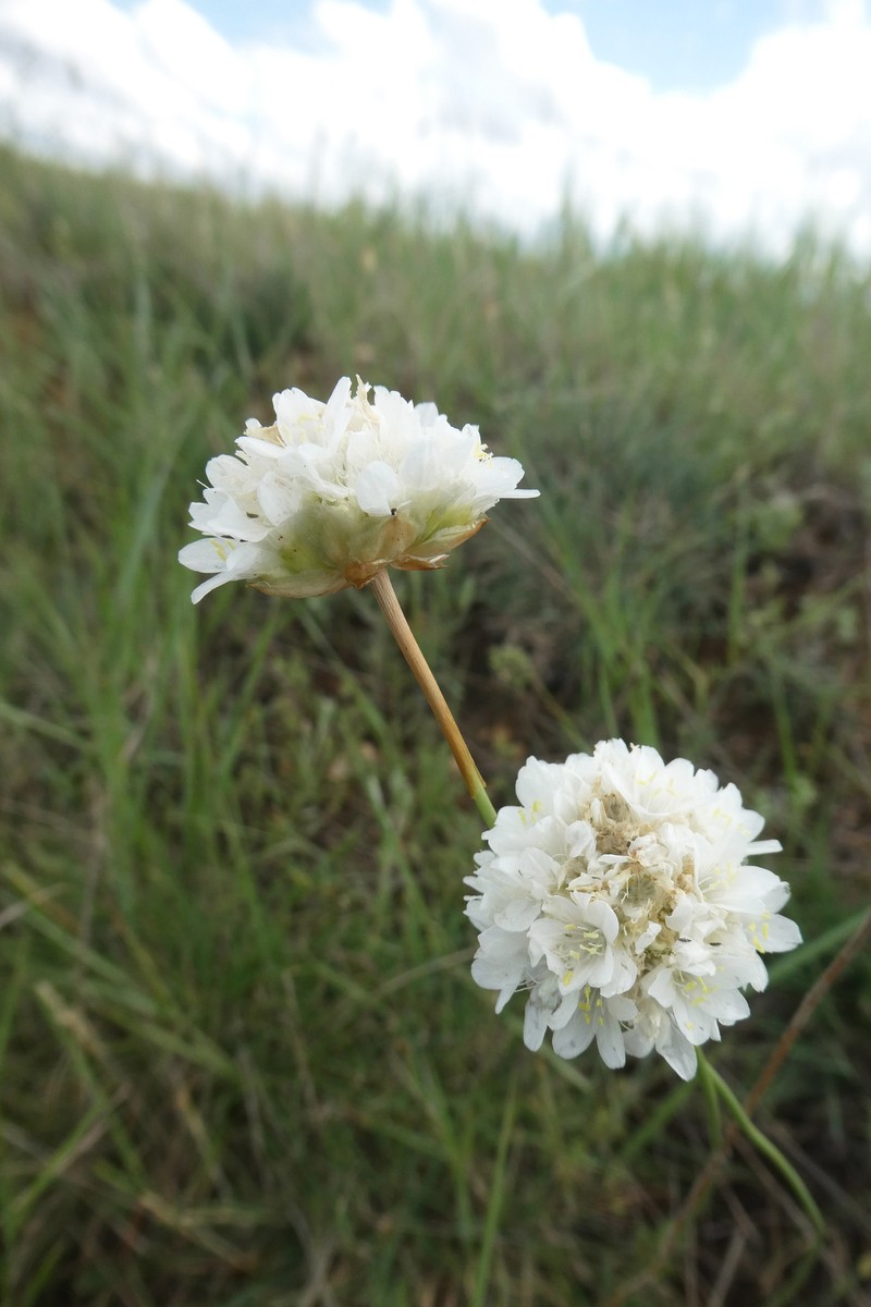 Armeria alliacea photo 7