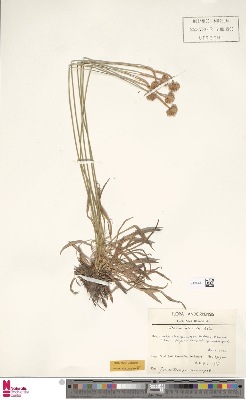 Armeria alliacea subsp. alliacea