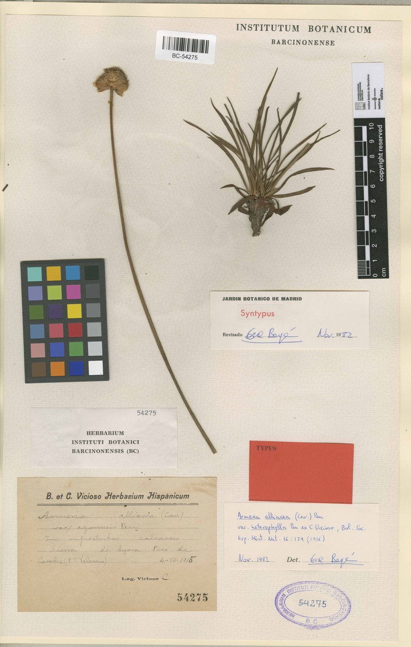 Armeria alliacea subsp. alliacea photo 3