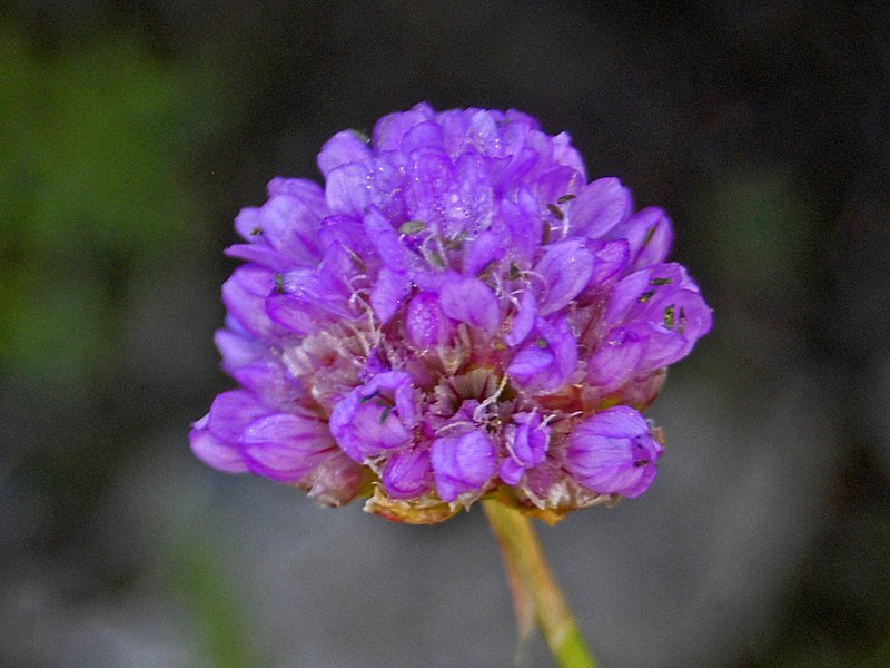 Armeria alpina