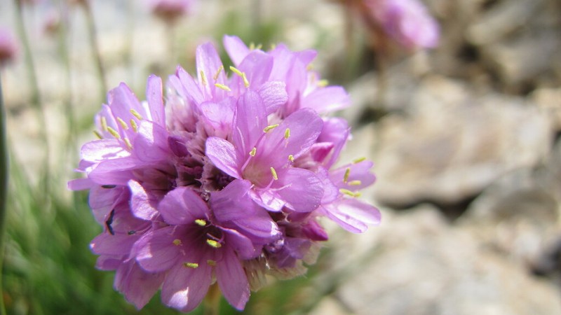 Armeria alpina photo 2