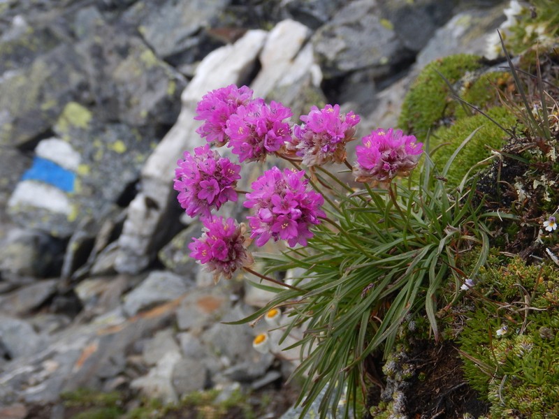 Armeria alpina photo 3