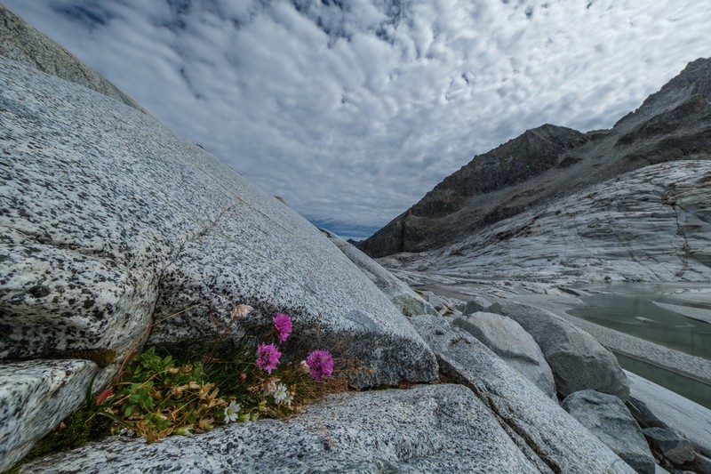 Armeria alpina photo 4