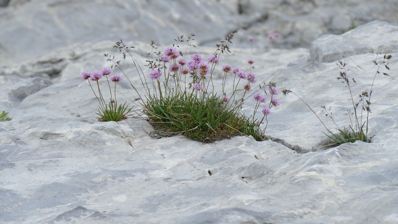 Armeria alpina photo 5