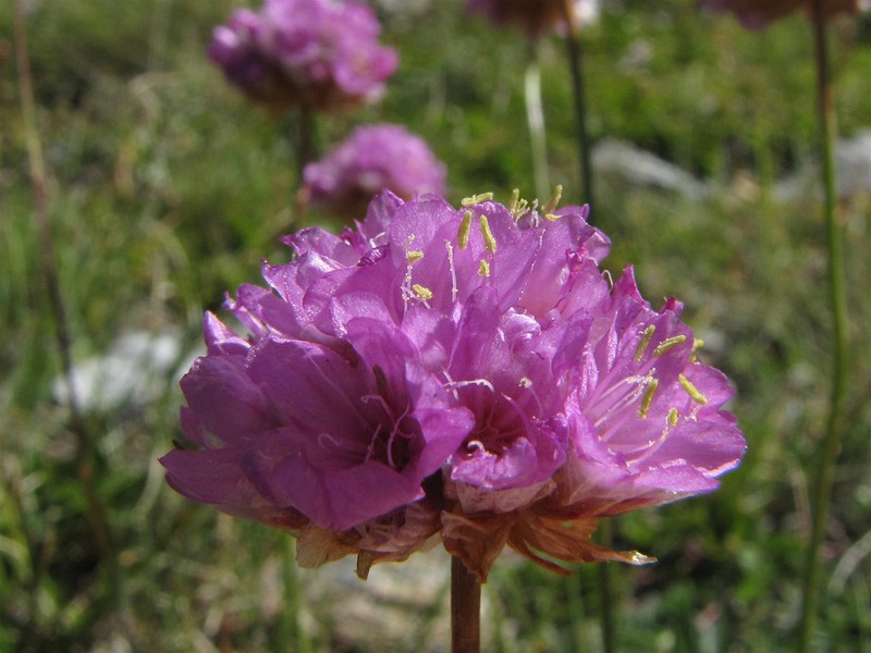 Armeria alpina photo 6
