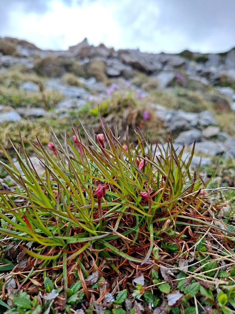 Armeria alpina photo 7