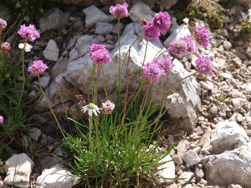 Armeria alpina subsp. alpina