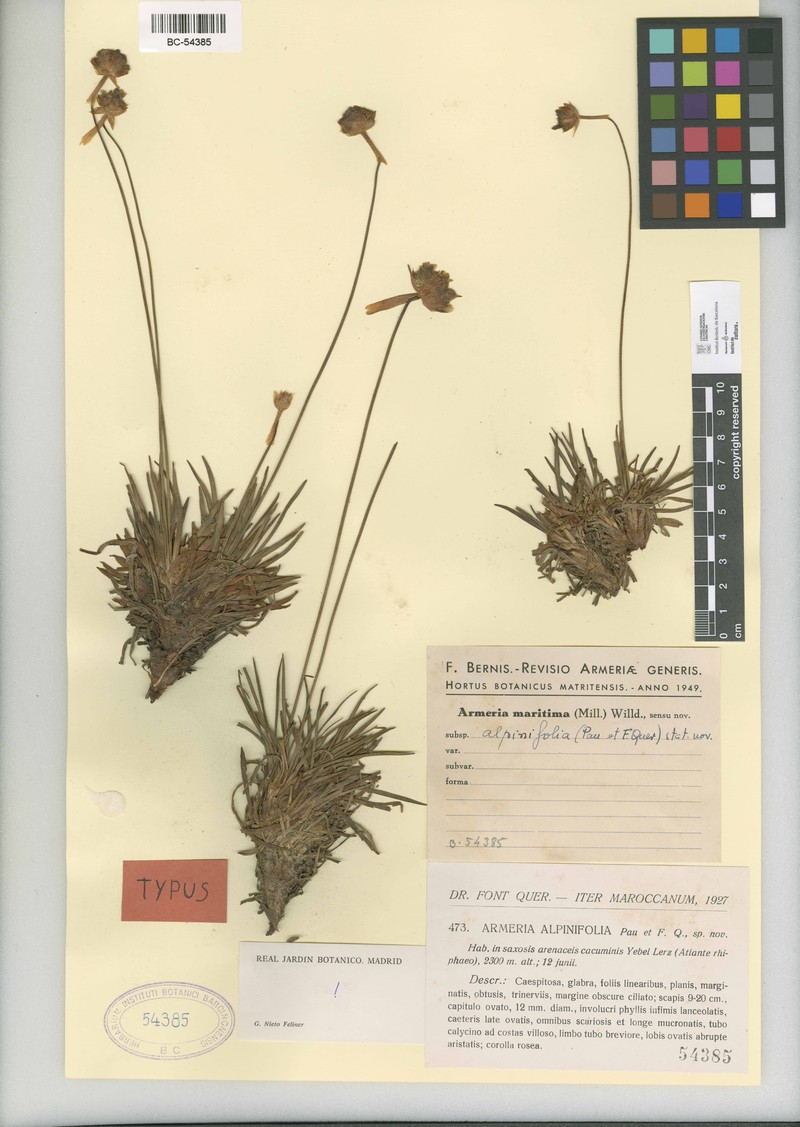 Armeria alpinifolia