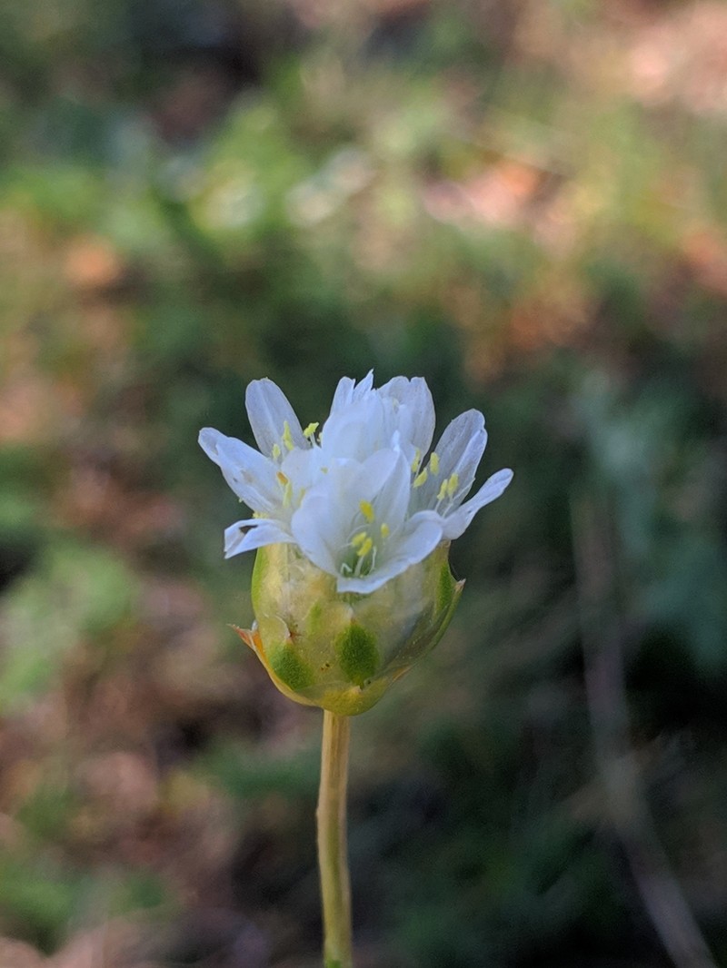 Armeria apollinaris photo 6
