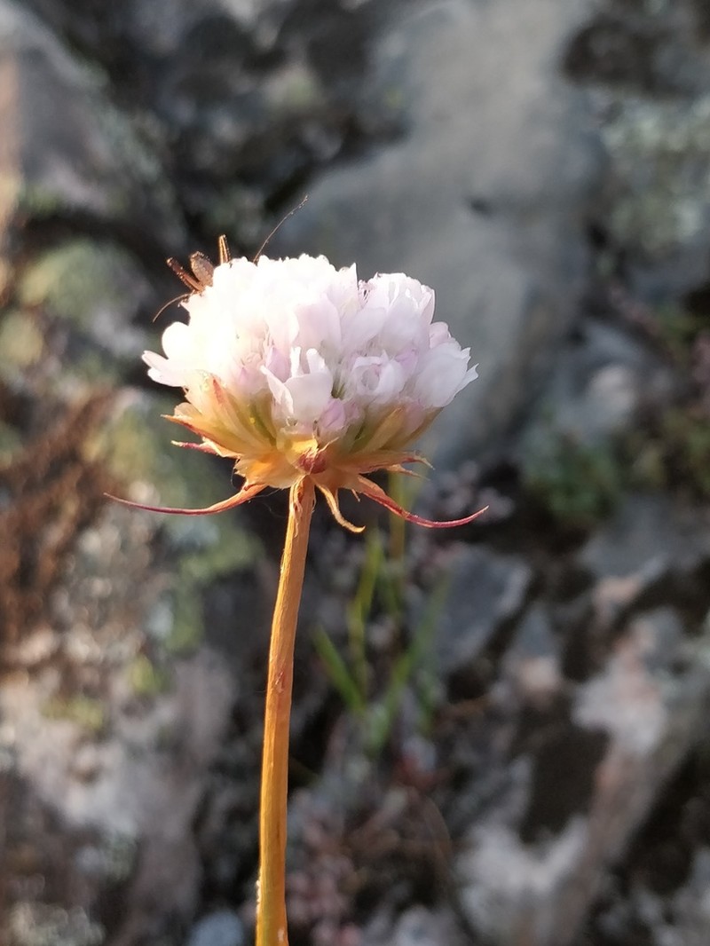Armeria arenaria