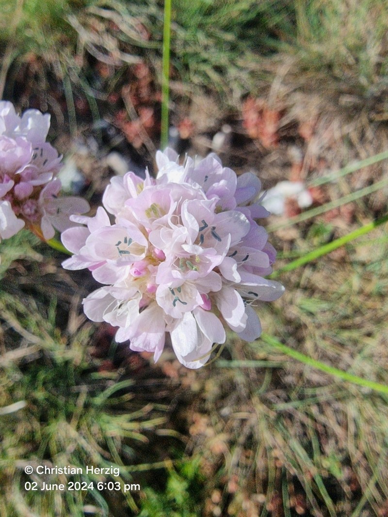 Armeria arenaria photo 2