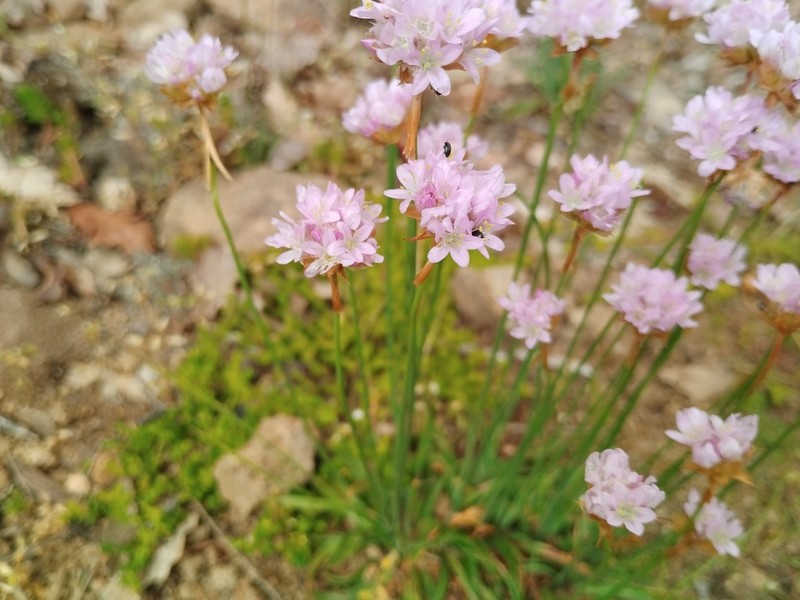 Armeria arenaria photo 3