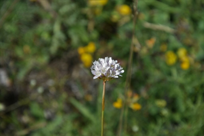 Armeria arenaria photo 4
