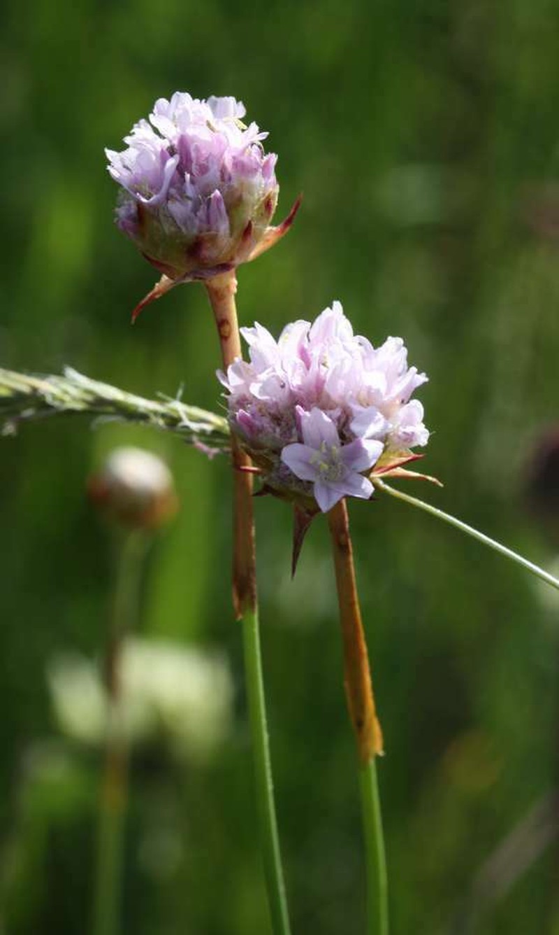 Armeria arenaria photo 5
