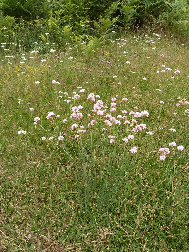 Armeria arenaria photo 6