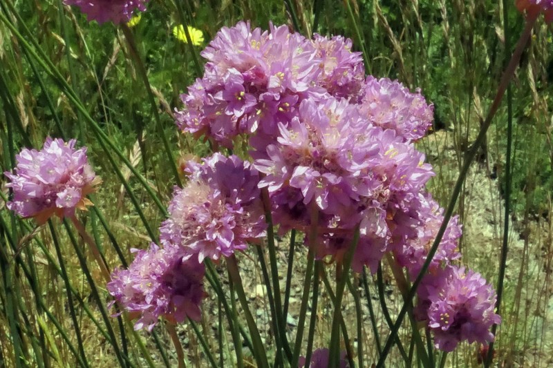 Armeria arenaria photo 7
