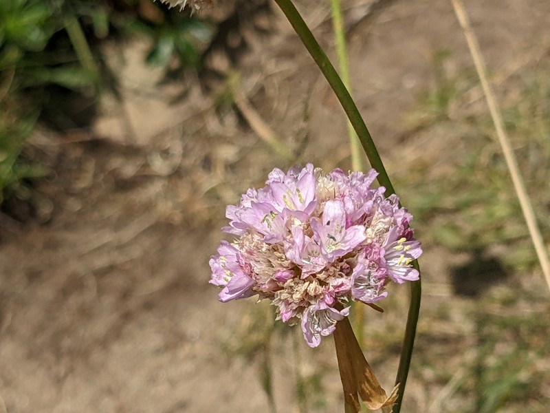 Armeria arenaria photo 8