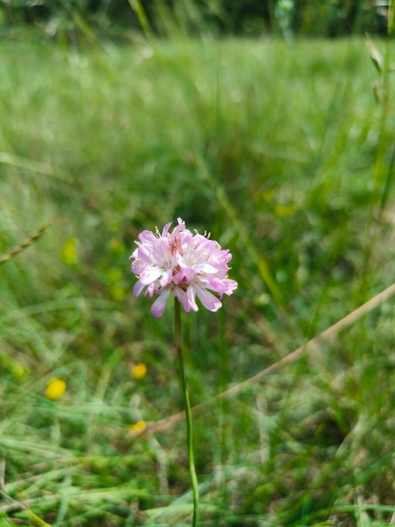 Armeria arenaria subsp. arenaria