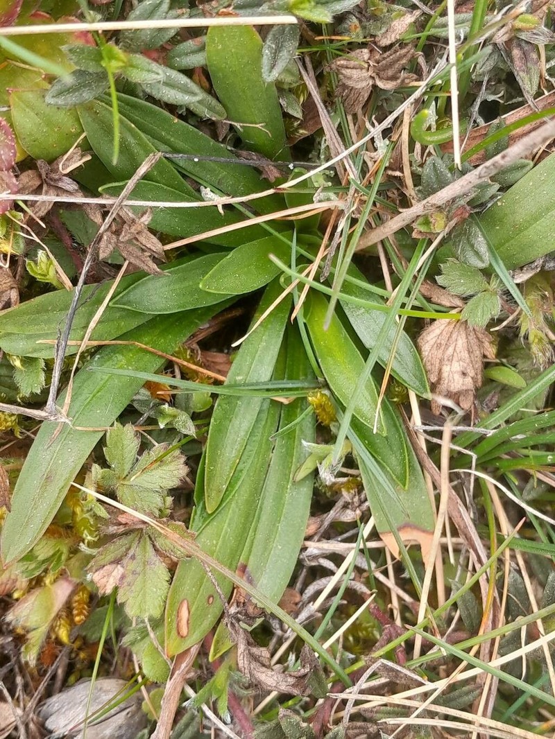 Armeria arenaria subsp. arenaria photo 2