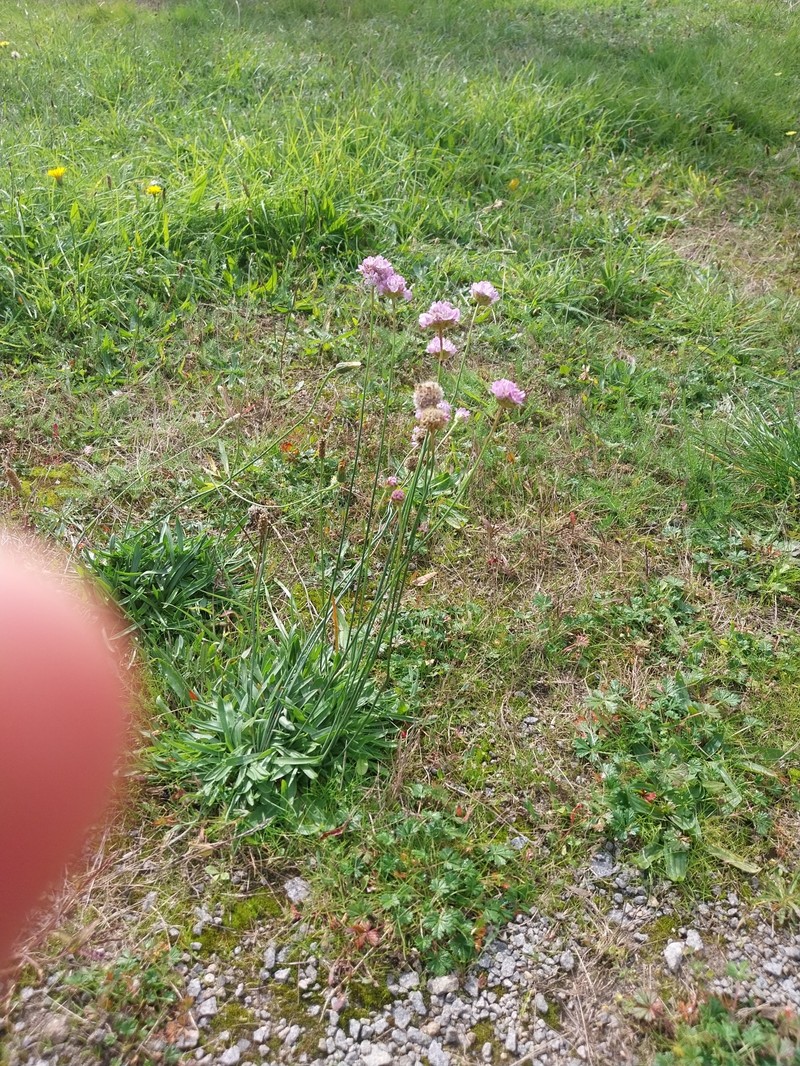 Armeria arenaria subsp. arenaria photo 3