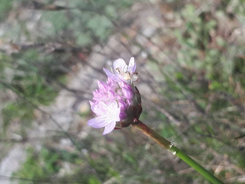Armeria arenaria subsp. arenaria photo 4