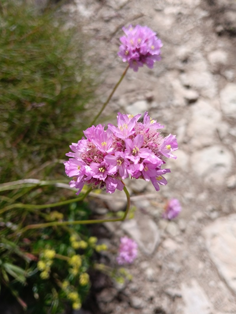 Armeria arenaria subsp. marginata