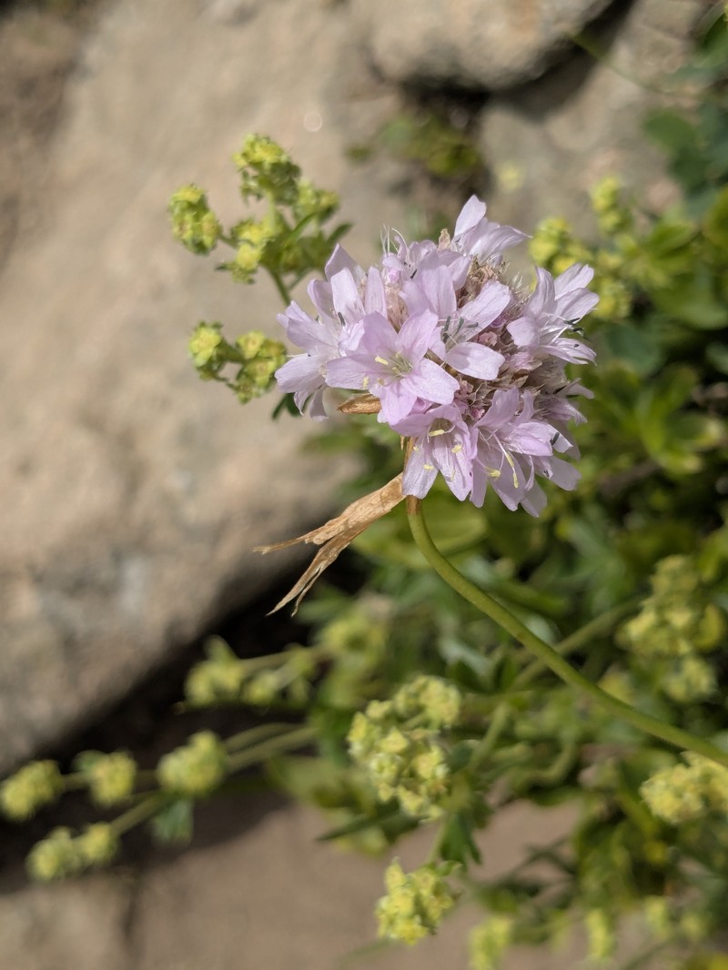 Armeria arenaria subsp. marginata photo 2