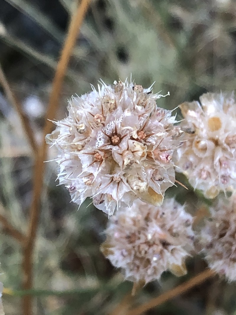 Armeria aspromontana
