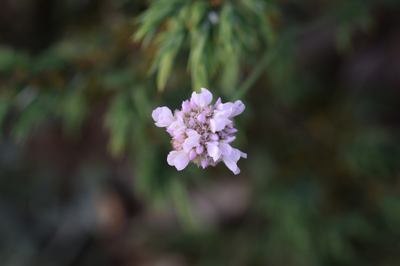 Armeria aspromontana photo 2