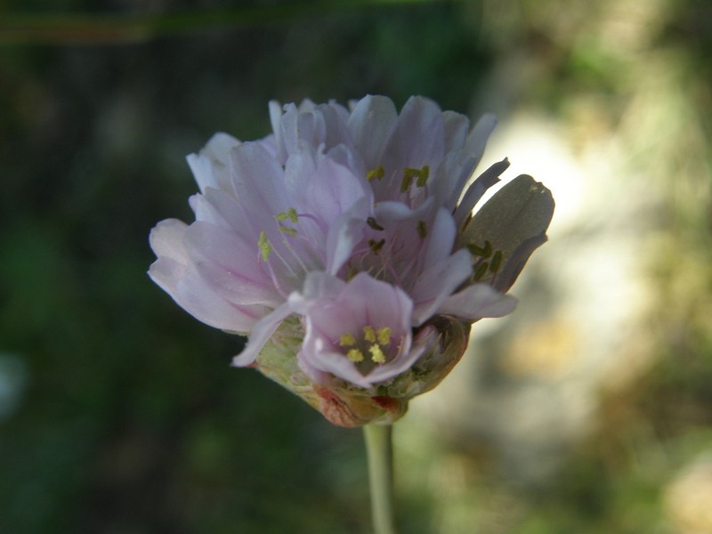 Armeria atlantica